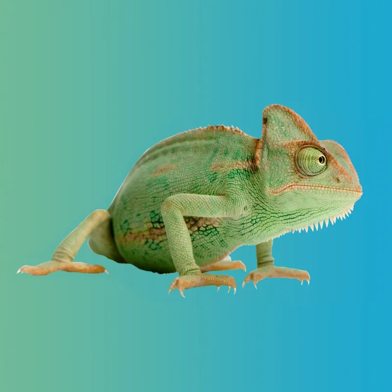Iguana de Clínica Nido cerrando y abriendo los ojos